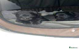 Pomeranian dogs for sale: Beautiful litter of 3 black pomeranian pups.  - Image 2
