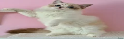 Ragdoll cats for sale: 💠🐈 TICA REG 🌟 EUROPEAN RAGDOLL KITTENS 🐈💠 - Advert 12