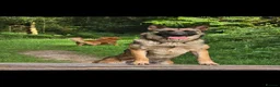 Golden Shepherd dogs for sale: Golden shepherd's  - Advert 30