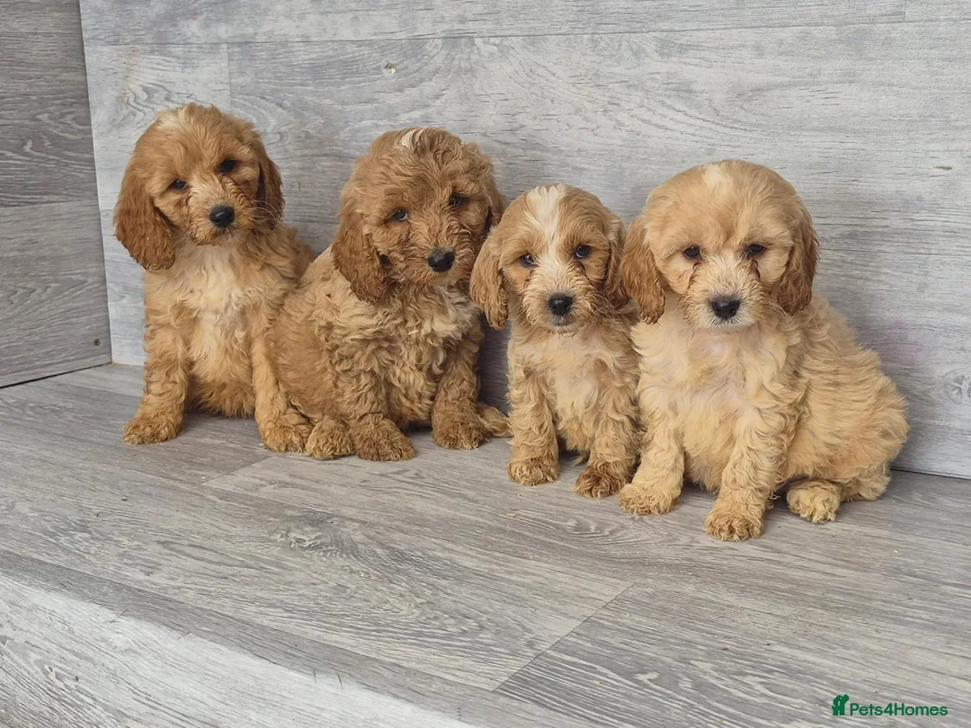 Cockapoo dogs for sale: Stunning red F1 cockapoo boys and girls READY NOW - Advert 17