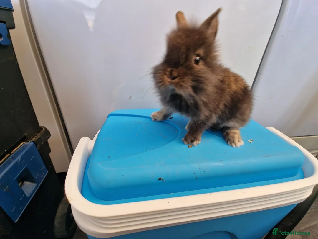 Mini Lion Lop rabbits for sale: Mini lion lops available now  - Advert 4