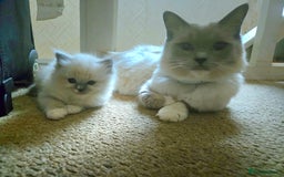 Mixed Breed cats for sale: 🎊RESERVED🎊💖Pure Blue-point mitted Ragdoll ♀️💖 - Image 17