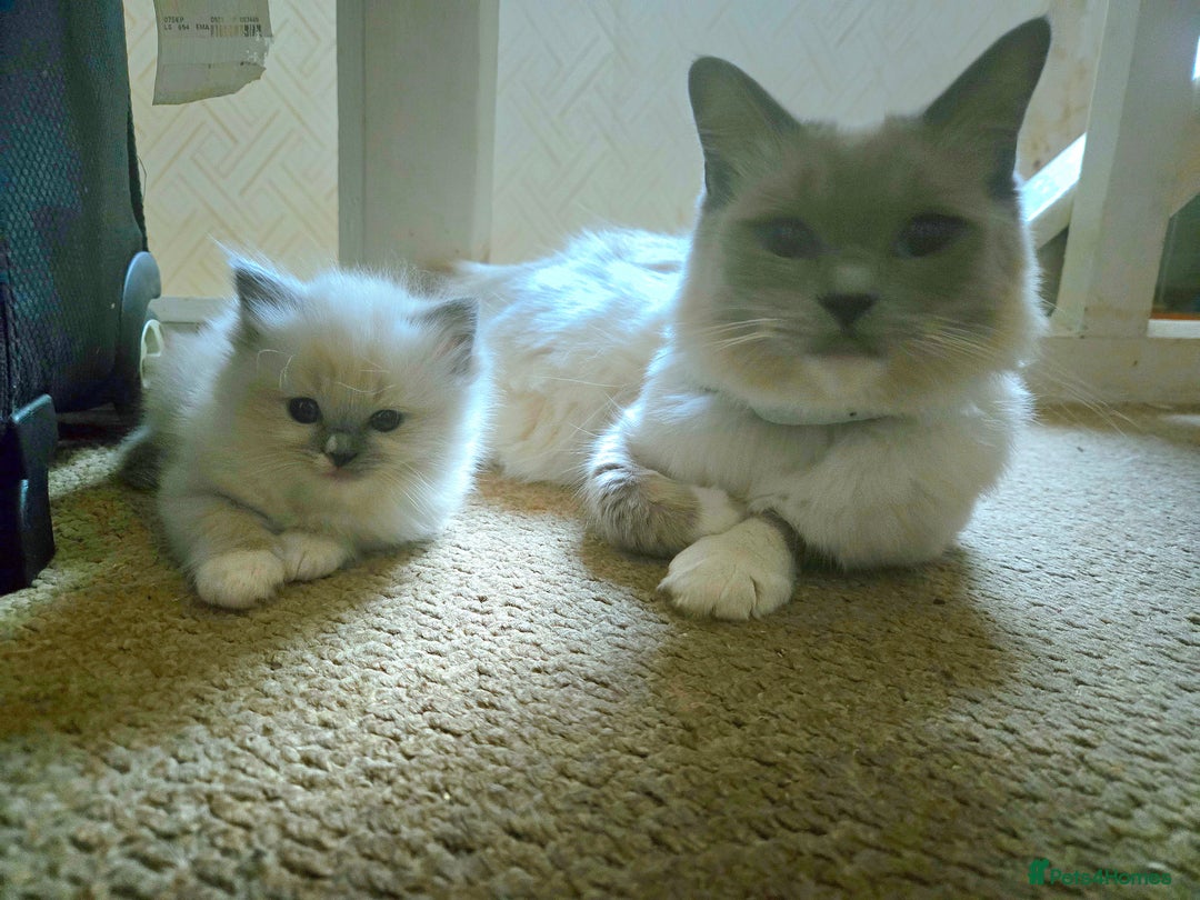Mixed Breed cats for sale: 🎊RESERVED🎊💖Pure Blue-point mitted Ragdoll ♀️💖 - Image 17