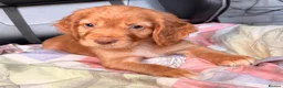 Cocker Spaniel dogs for sale: KC GOLDEN WORKING COCKERS HEALTH TESTED PARENTS !! - Advert 4