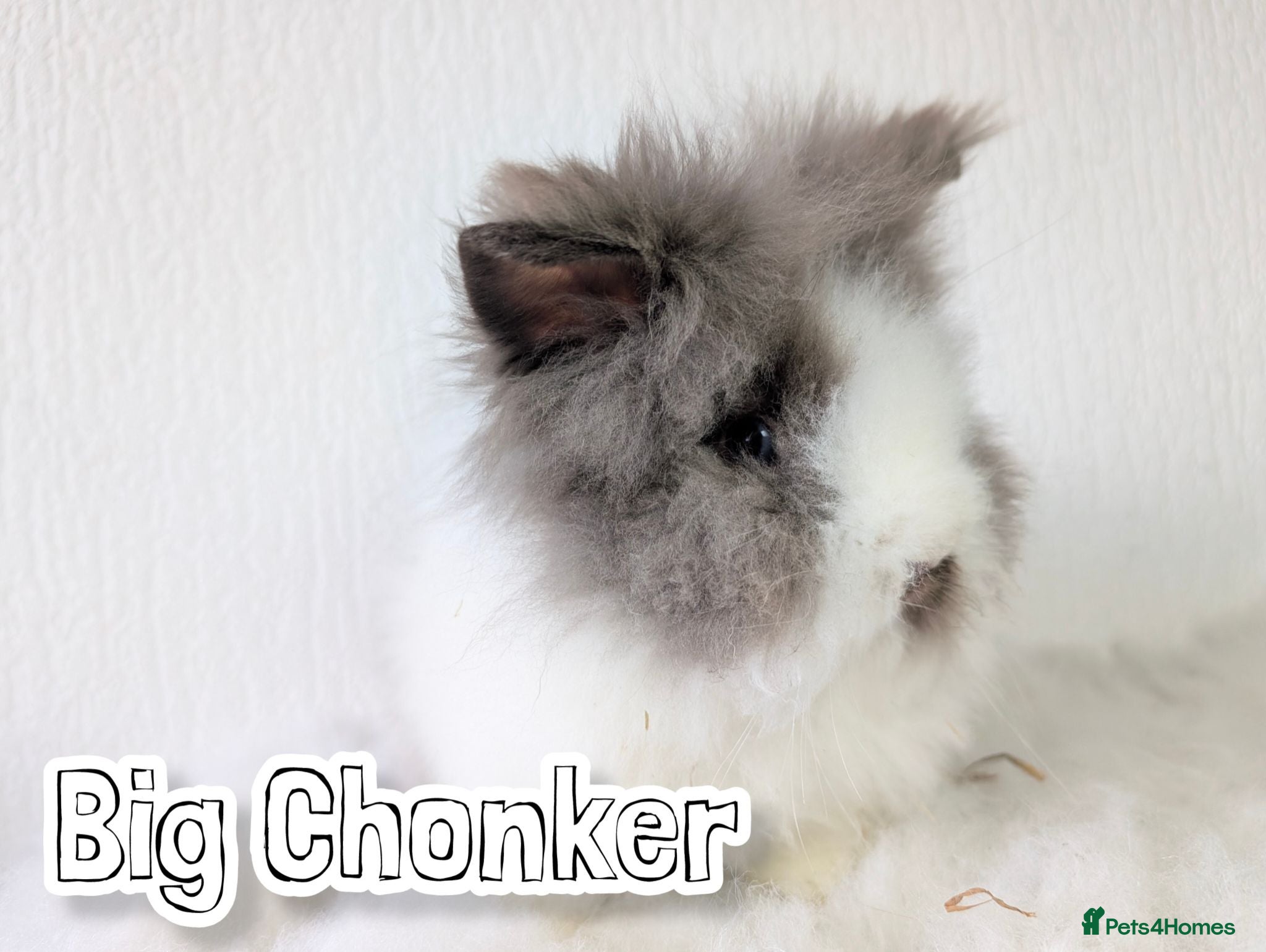 Lionhead rabbits Double Maned BE Lionheads - Advert 1