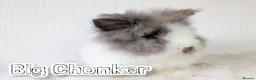 Lionhead rabbits for sale: Double Maned BE Lionheads in London - Advert 1