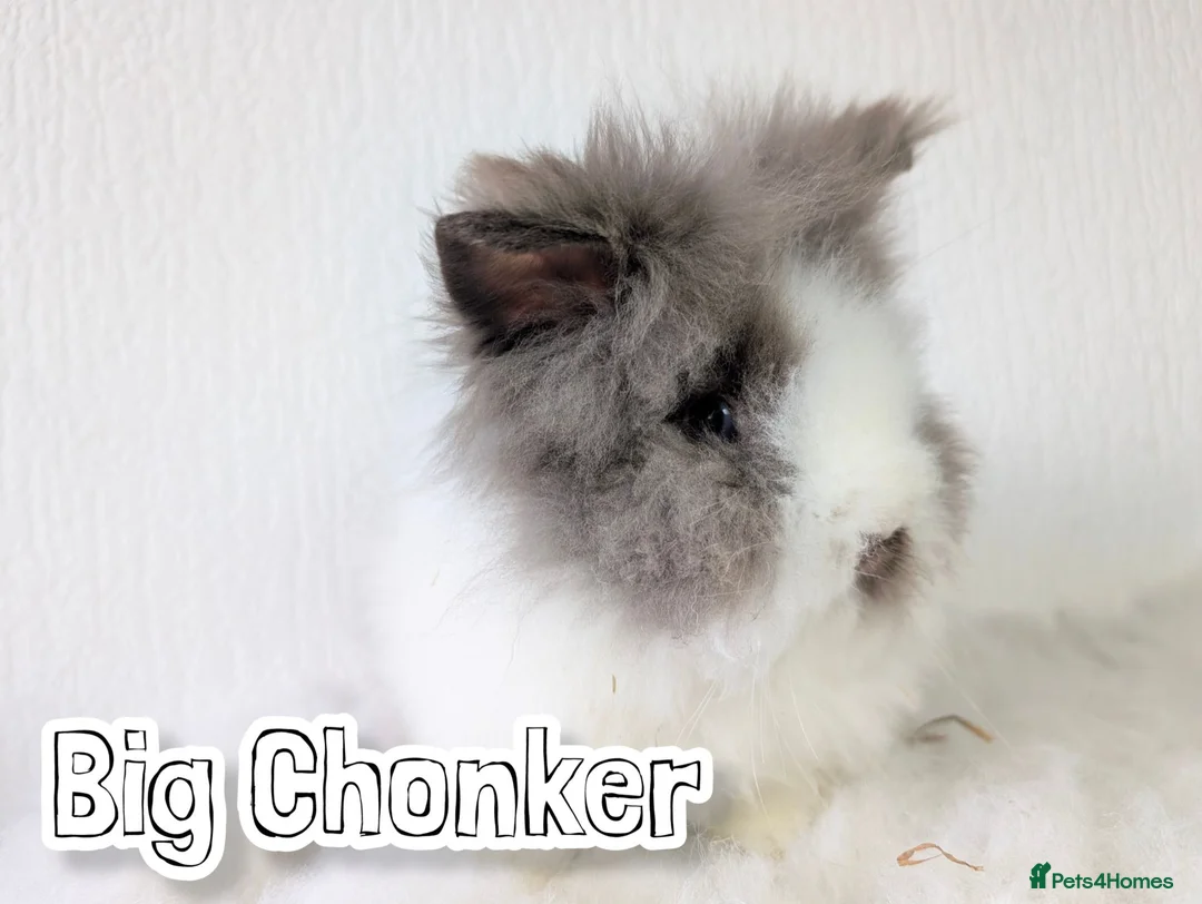 Lionhead rabbits for sale: Double Maned BE Lionheads in London - Advert 1