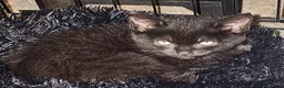 Mixed Breed cats for sale: Female kittens available  in Walsall - Advert 7