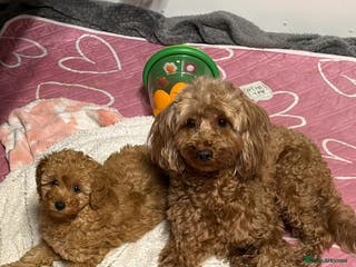 Cockapoo dogs Female cockapoo - Advert 1