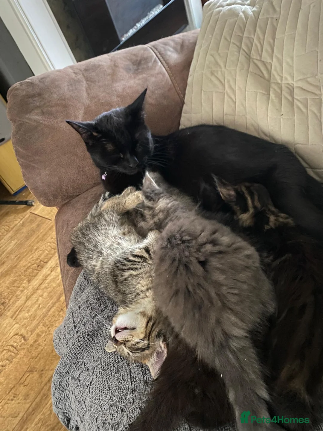 Mixed Breed cats for sale: Gorgeous kittens - Advert 7