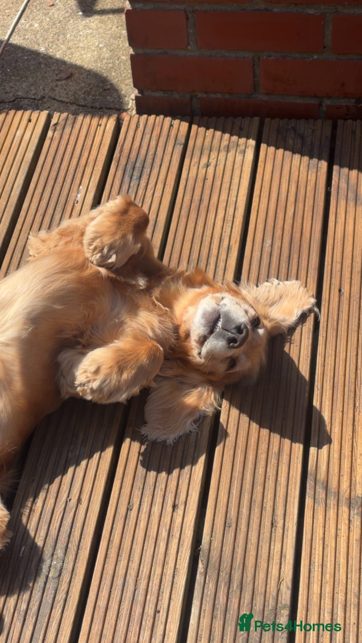 Cocker Spaniel dogs Stanley the spaniel - Advert 1