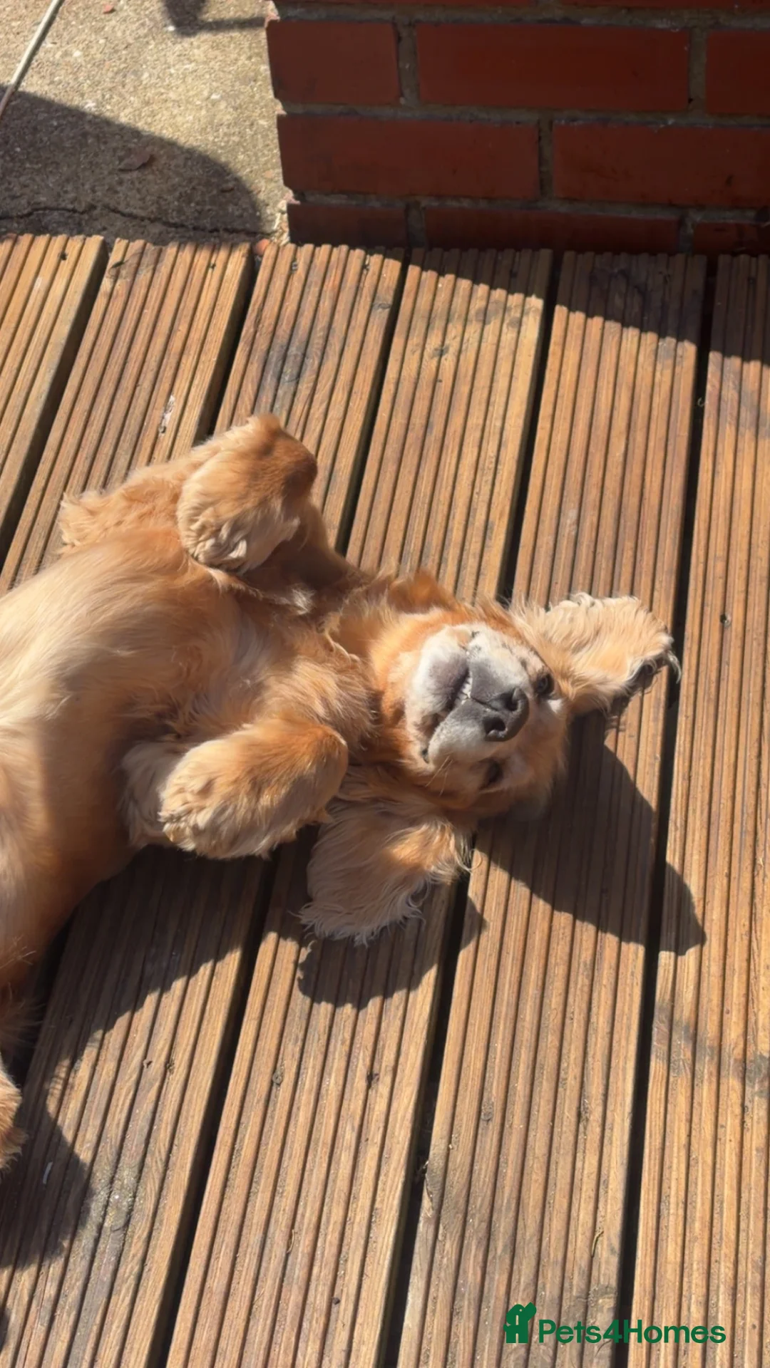 Cocker Spaniel dogs for sale: Stanley the spaniel in Hartlepool - Advert 1
