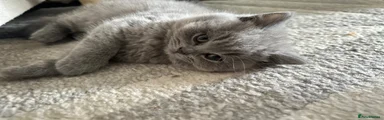 British Shorthair Kitten Pinky