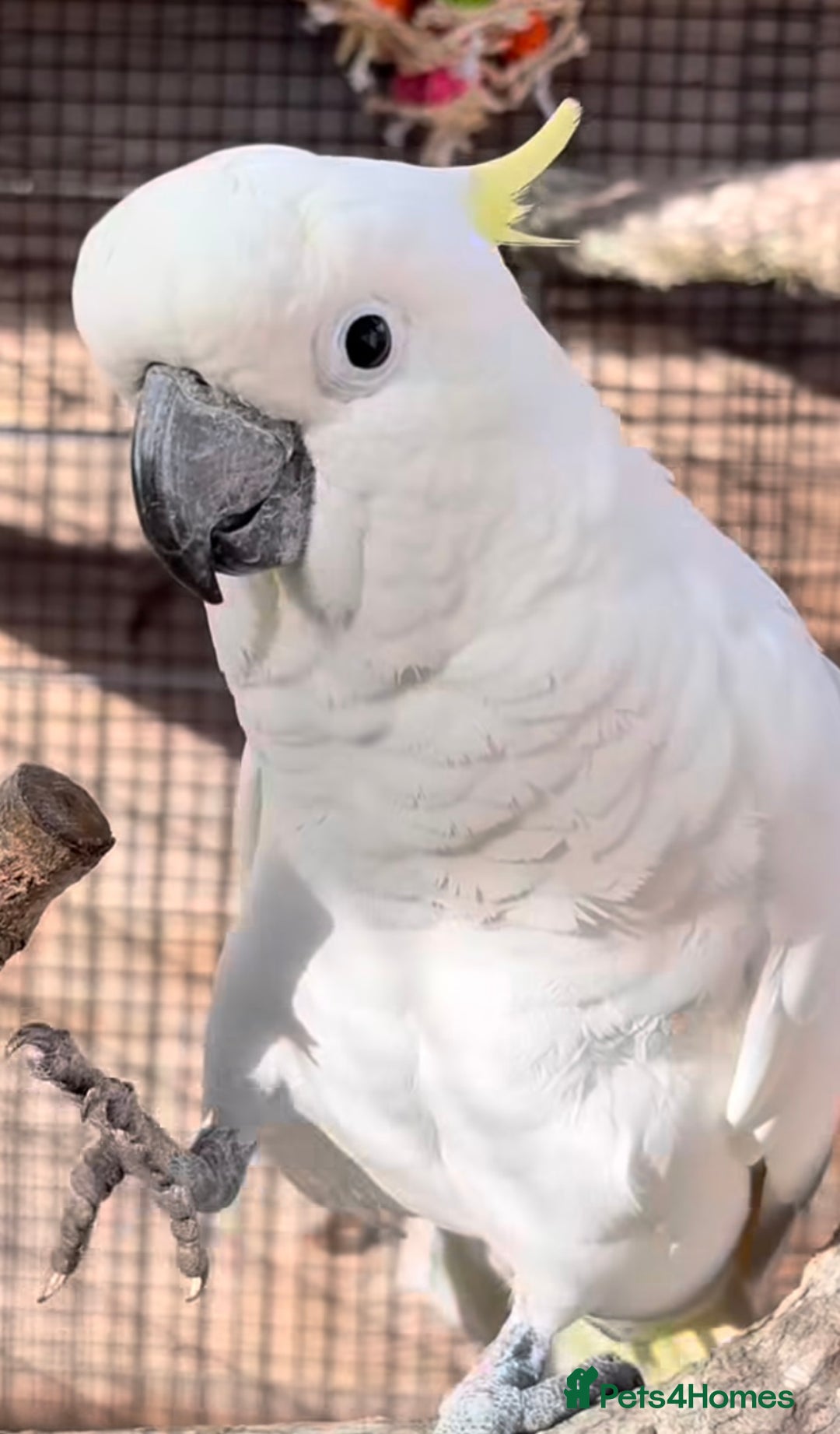 Parrots birds for sale: Fully tame crested cockatoo for sale  - Image 3