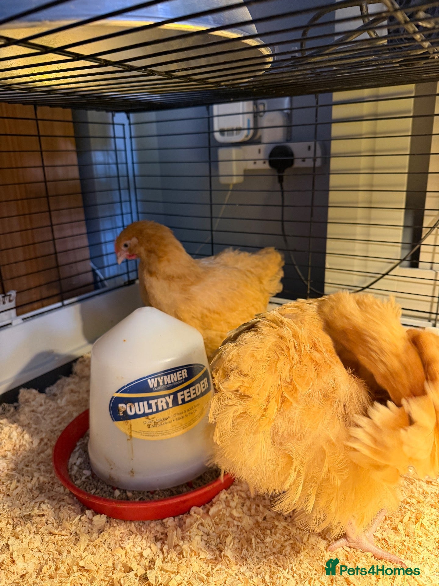 Chickens poultry Day olds coming soon, Young buff hens 2 left sexed - Advert 1