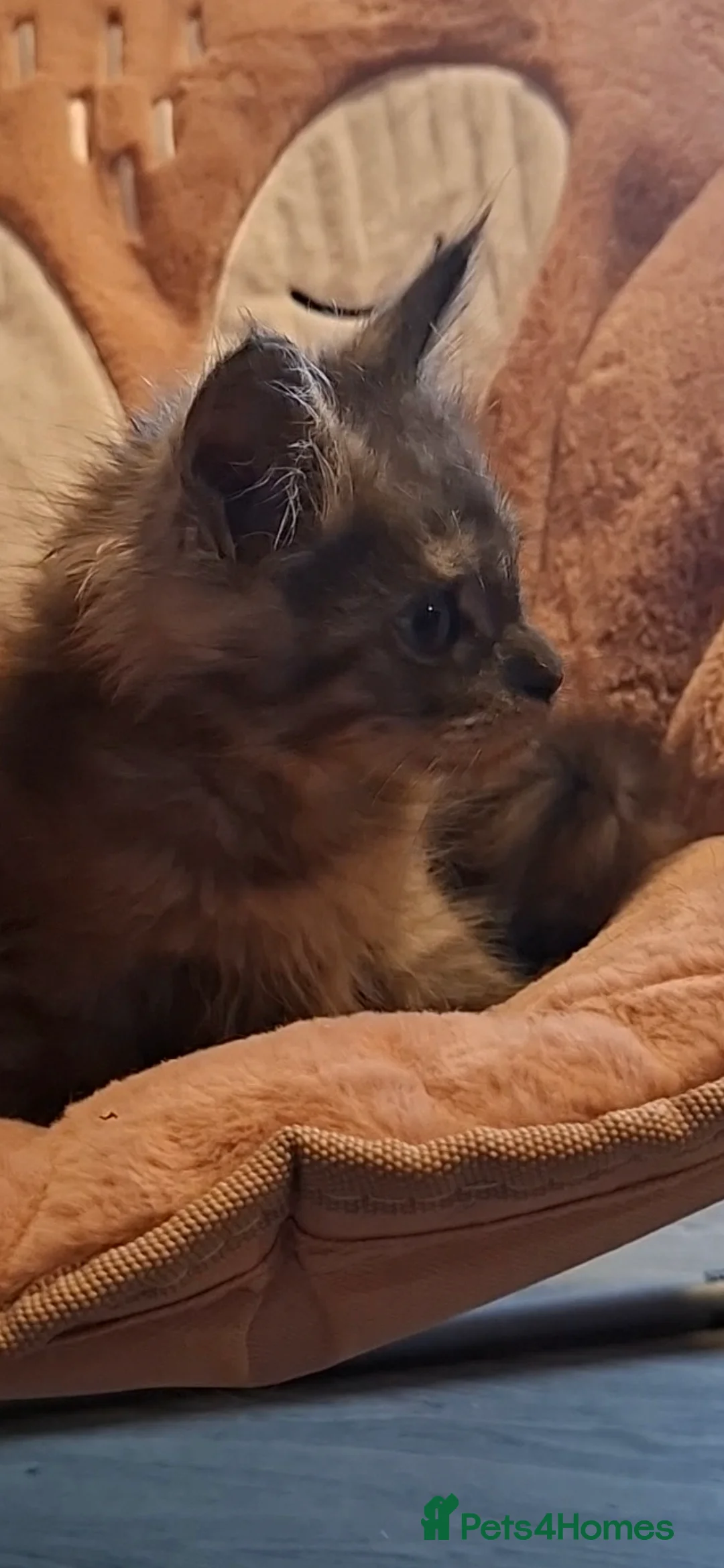 Maine Coon cats for sale: Pedigree Maine Coon kitten - Advert 4