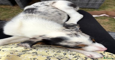Border Collie dogs - Advert 6