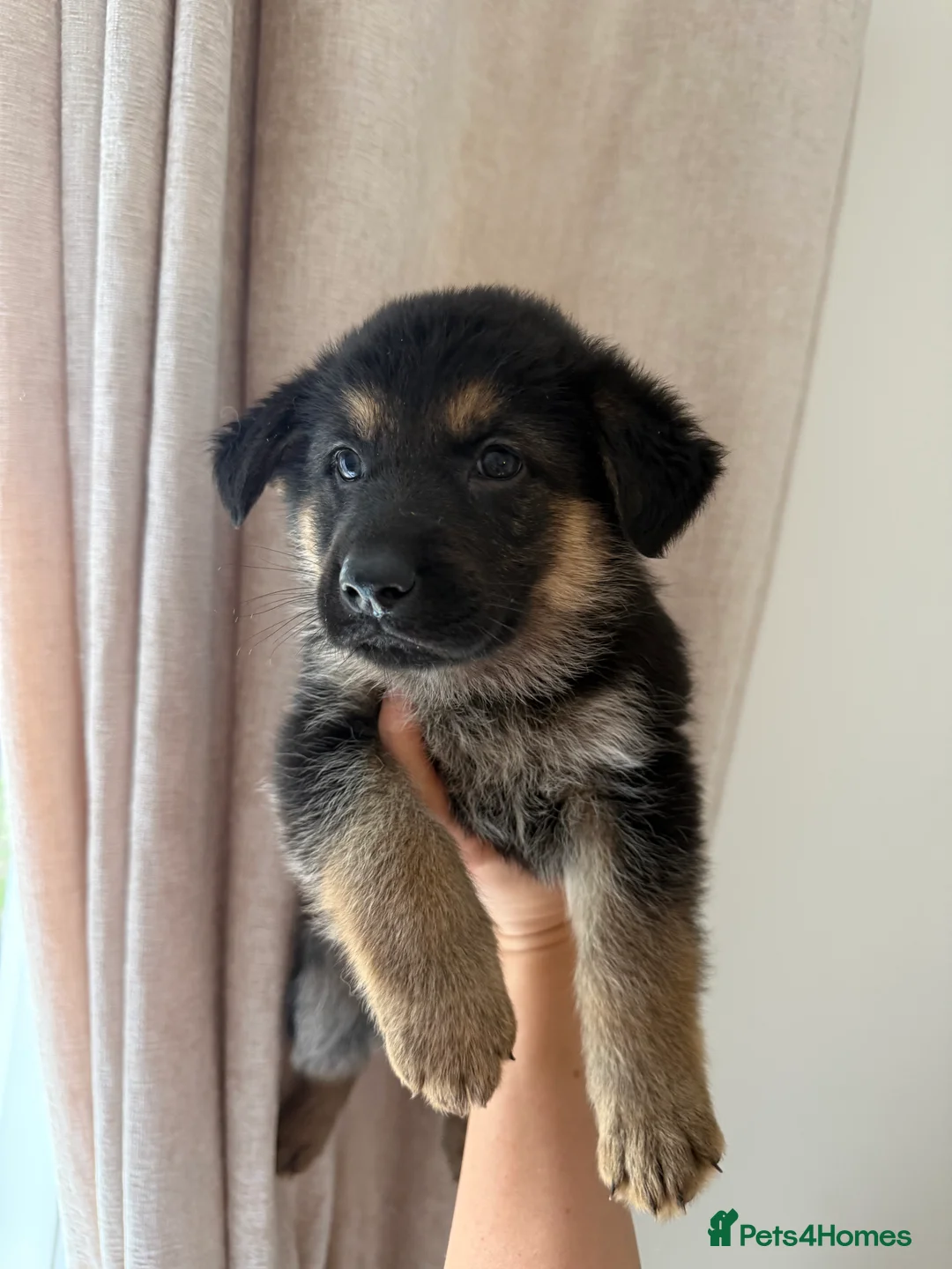 German Shepherd dogs for sale: German Shepherd Puppies - Advert 25