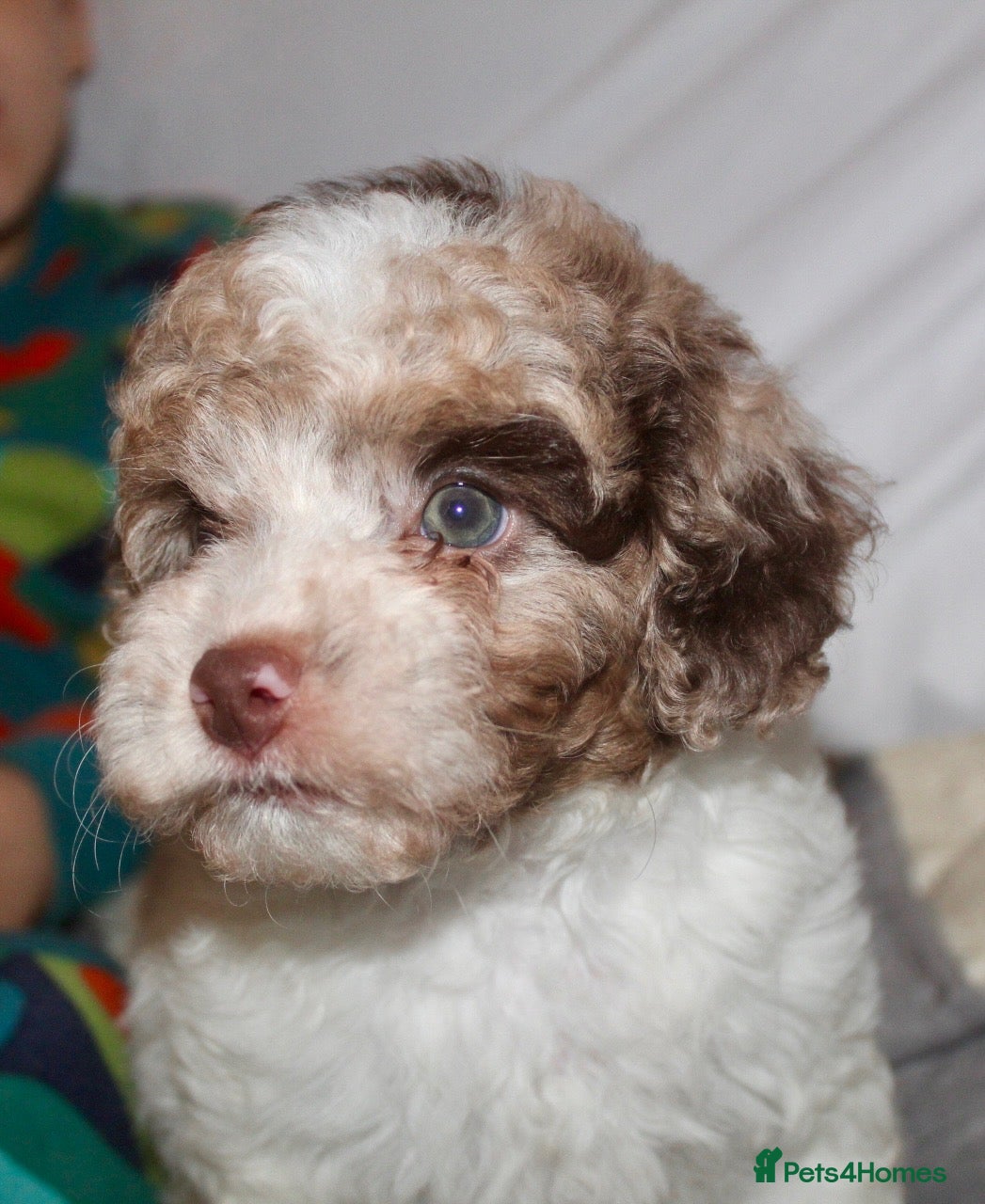 Cockapoo dogs Child friendly cockapoo puppies  - Advert 9