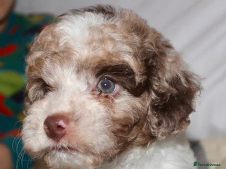 Cockapoo dogs Child friendly cockapoo puppies - Advert 9