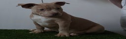 American Bully dogs for sale: Micro American bully puppies  - Advert 8