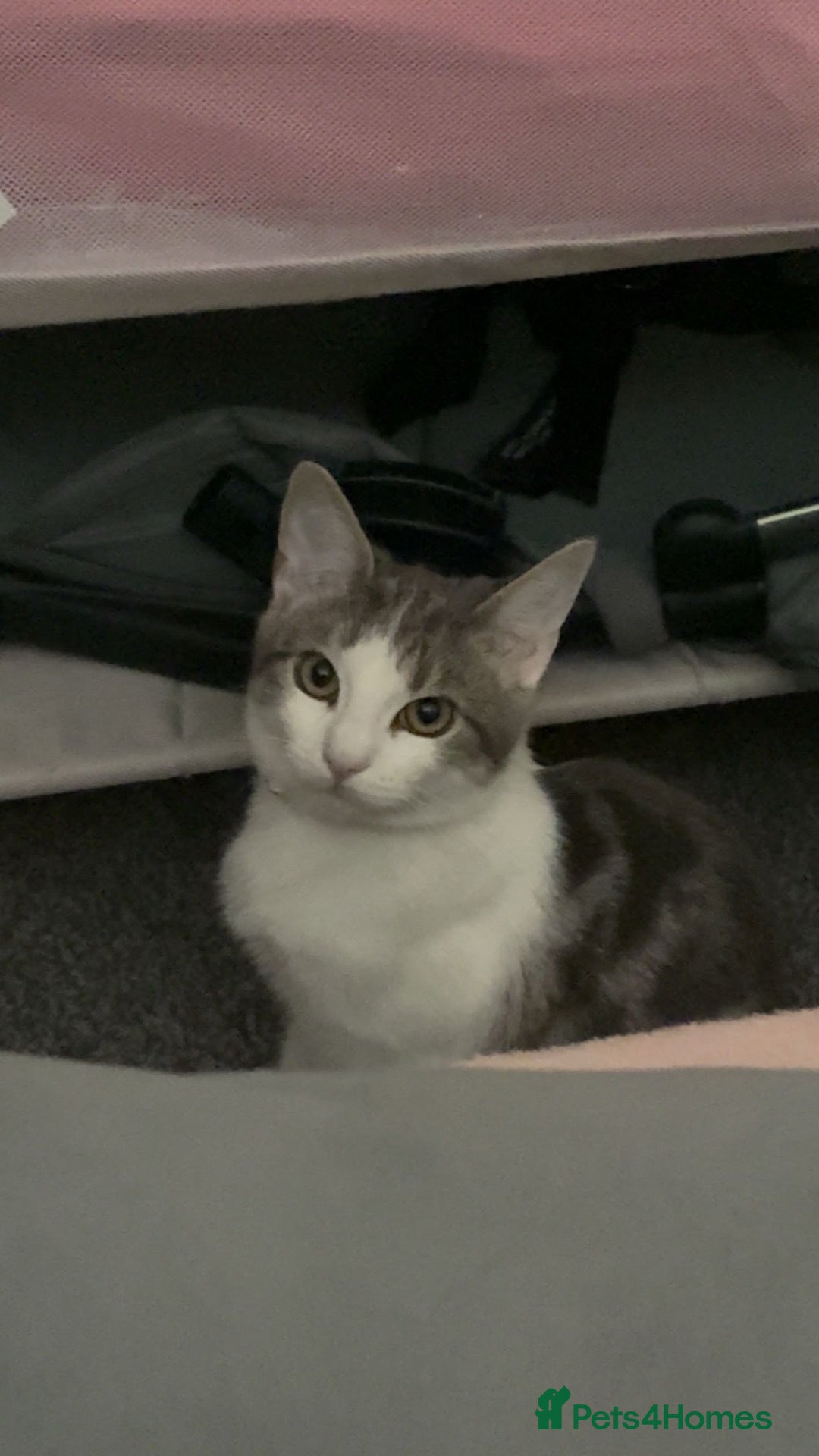 British Shorthair cats for sale: 4 cats for rehoming  - Advert 3