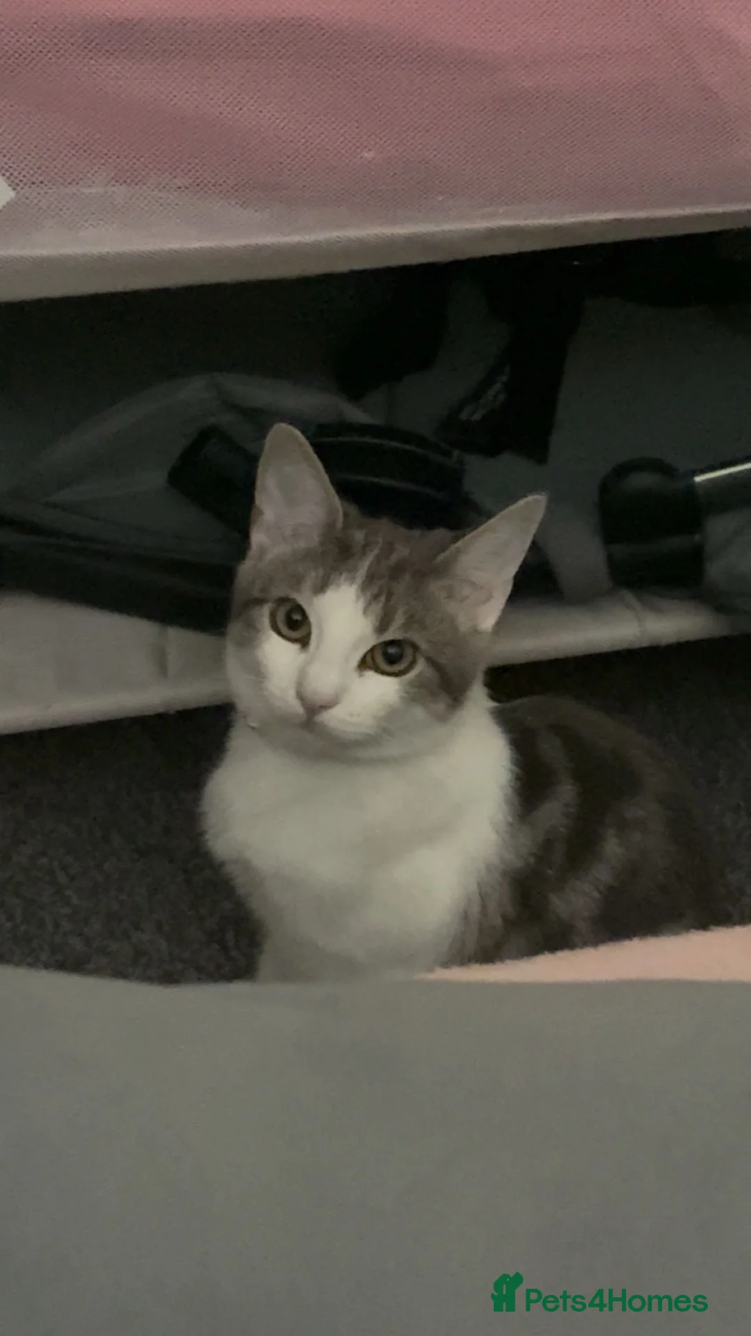 British Shorthair cats for sale: 4 cats for rehoming  - Advert 1