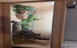Python Snake reptiles for sale: pinstripe ball python for sale or good offers  - Image 5