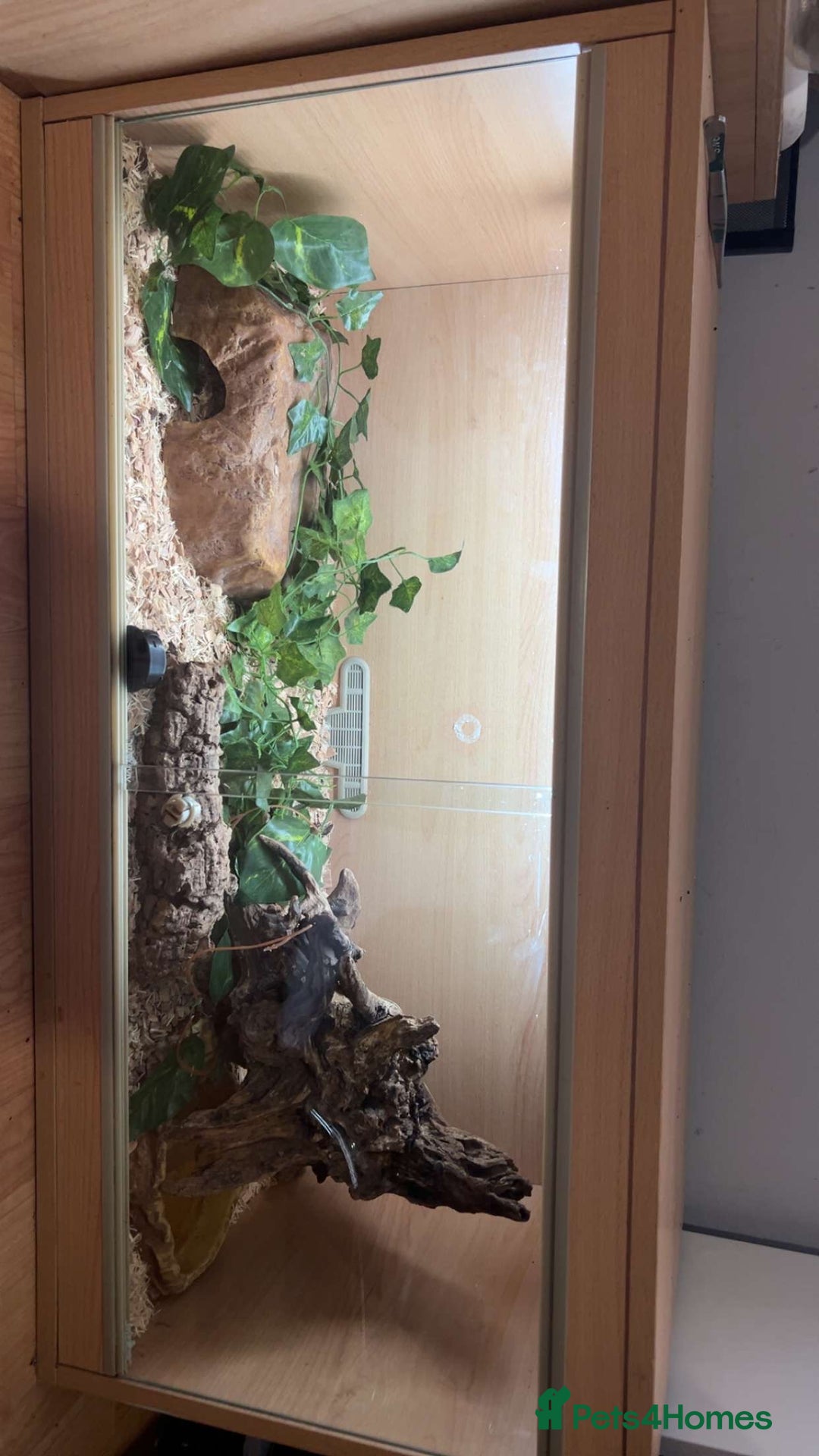 Python Snake reptiles for sale: pinstripe ball python for sale or good offers  - Image 5