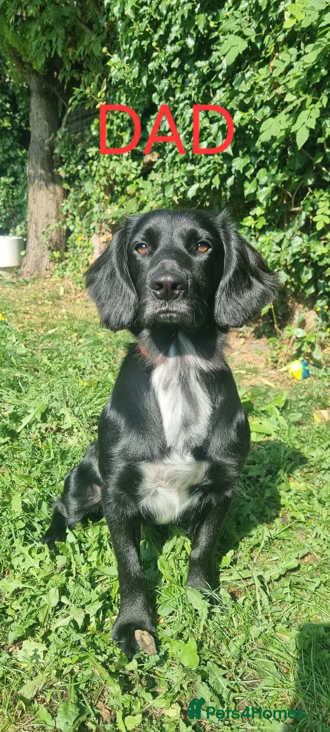 Cocker Spaniel dogs for sale: Beautiful working cocker spaniel puppies for sale - Advert 3