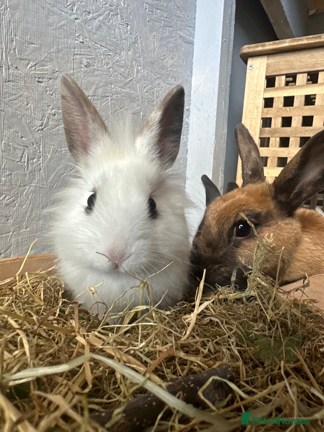 Mixed Breed rabbits for sale: Baby Rabbits  - Image 8