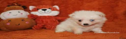 Pomsky dogs for sale: Pomsky Puppies (3) - Advert 12