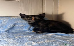 Mixed Breed cats for sale: 6 Lovely Kittens - Image 21