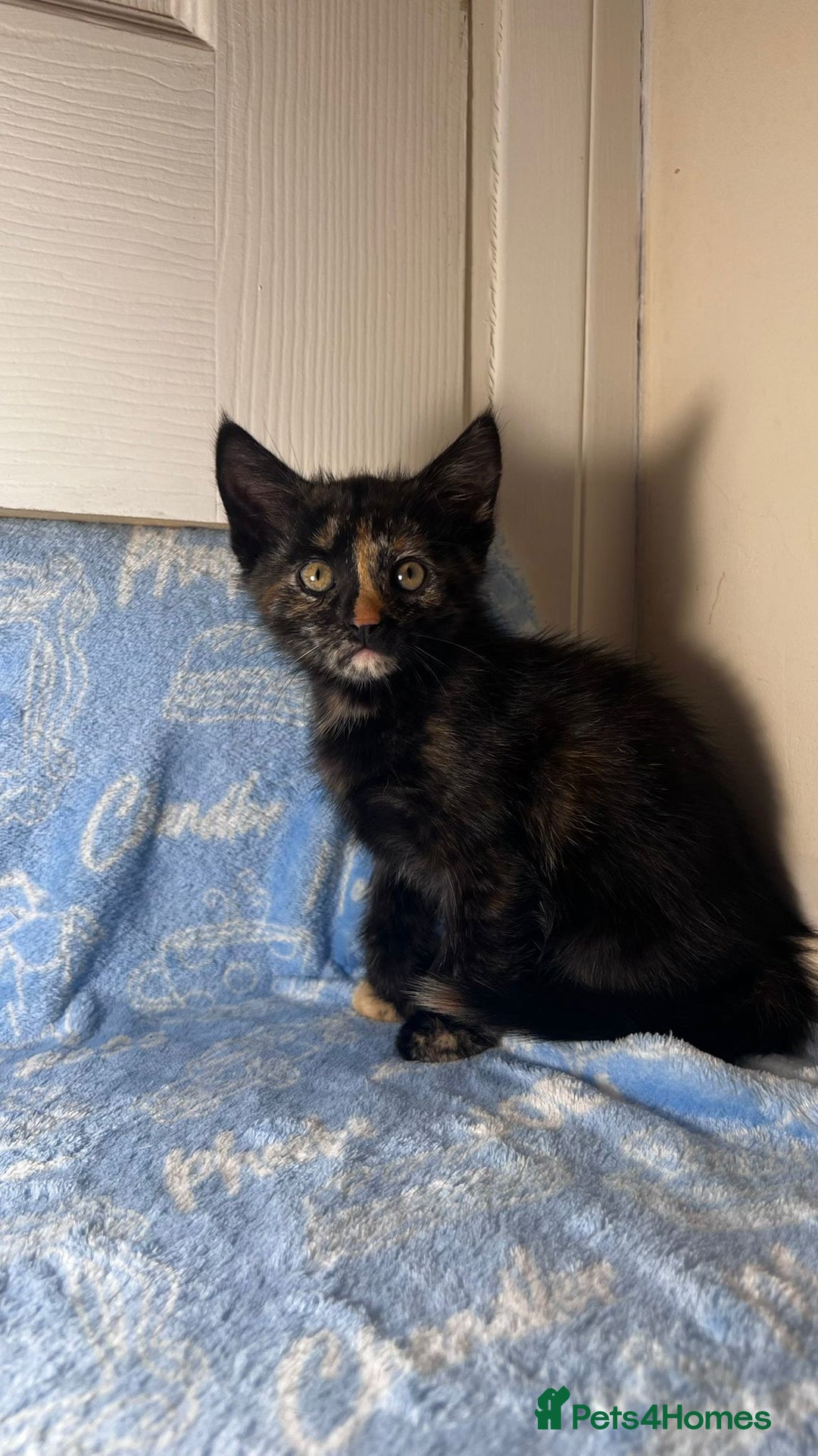 Mixed Breed cats for sale: 6 Lovely Kittens - Image 21