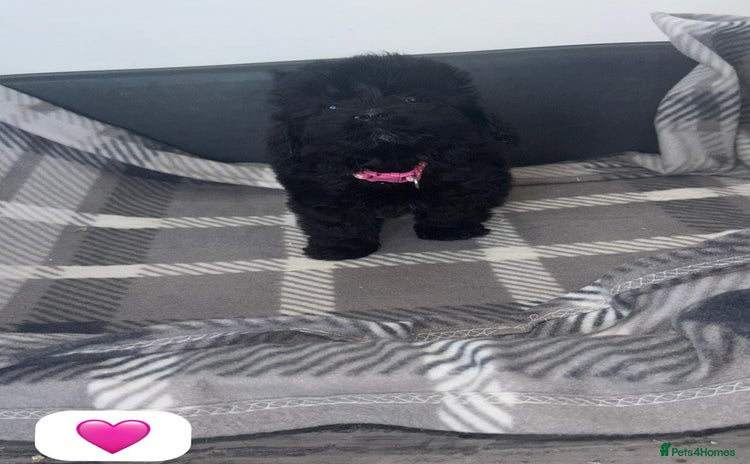 Cockapoo dogs - Advert 12
