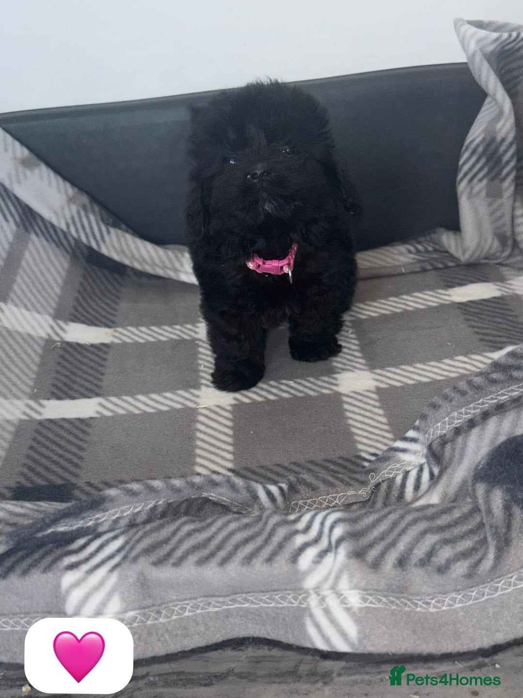 Cockapoo dogs for sale: Beautiful Cockapoo Babies🐶❤️ - Image 4