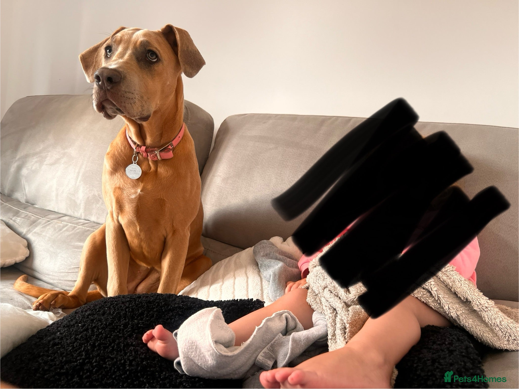 Mixed Breed dogs 1 year old Cane corso  - Advert 1