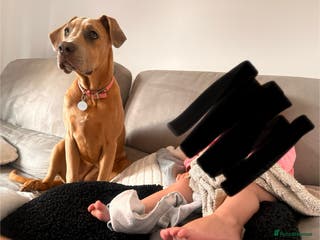 Mixed Breed dogs 1 year old Cane corso - Advert 15