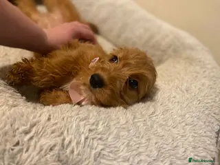 Cockapoo dogs Cockerpoo - Advert 2