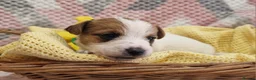 Jack Russell dogs for sale: KC reg Jack Russell pups, parents DNA health teste - Advert 16