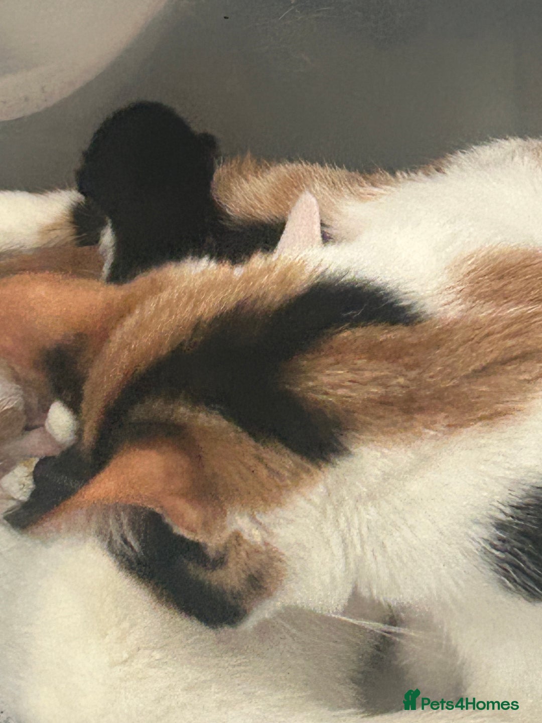 Mixed Breed cats for sale: Kitten for sale  - Image 3