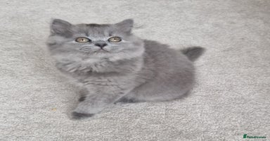 British Shorthair cats - Advert 2