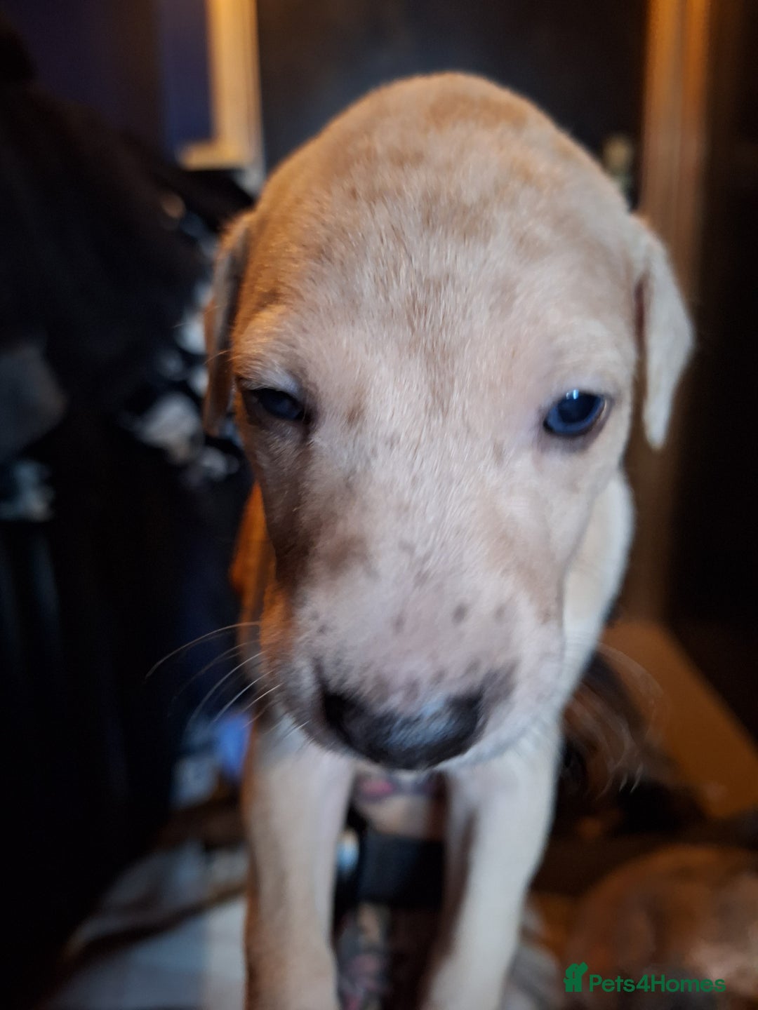 Lurcher dogs for sale: Really Now saluki Lurcher  - Advert 23