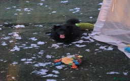 Mixed Breed dogs for adoption: Meet Sprinkle, residing in Hertfordshire  - Image 4
