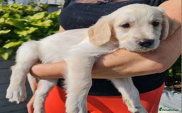 Golden Retriever dogs for sale: Stunning Golden Retriever puppies  - Image 21