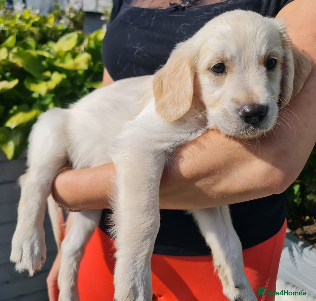 Golden Retriever dogs for sale: Stunning Golden Retriever puppies  - Image 21