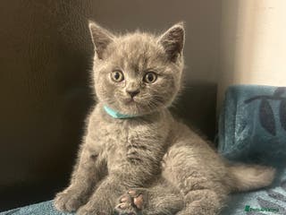 British Shorthair cats British Shorthair Kittens – Ready Feb 2026 🐾 - Advert 2