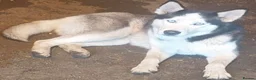 Mixed Breed dogs for sale: Stunning puppies  - Advert 10