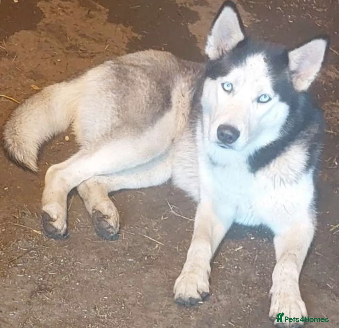 Mixed Breed dogs for sale: Stunning puppies  - Advert 10