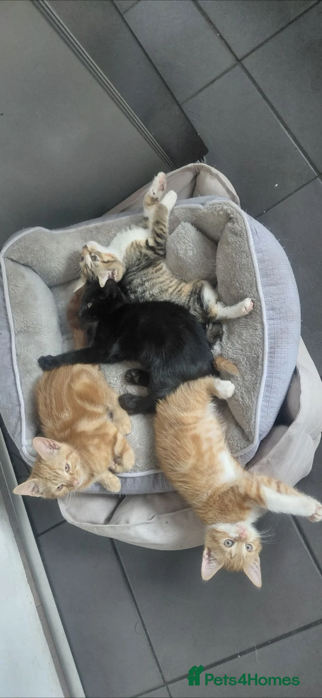 Mixed Breed cats for sale: Adorable Kittens Looking for Loving Homes 🐱❤️ in Walsall - Advert 1